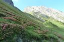 054_Tag4_Alpenrosenteppich.JPG