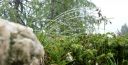 Filename=Dolotrails_222.jpg
Filesize=144KiB
Dimensions=1024x525
Date added=Jul 21, 2014 Dolotrails_222.jpg