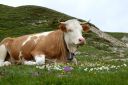 Filename=Dolotrails_275.jpg
Filesize=154KiB
Dimensions=1024x684
Date added=Jul 21, 2014 Dolotrails_275.jpg